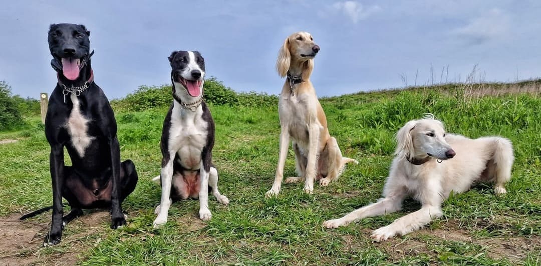 Four sighthounds — two lurchers and two salukis — sitting calmly together on a grassy hillside after training